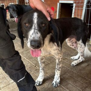 RUMBURAK - auf PDR PS im PLZ Bezirk 34 - vermittelt