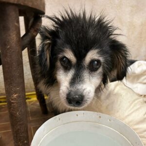 STOLLI - evtl. blind - reserviert für Tierhilfe Lebenswert - vermittelt