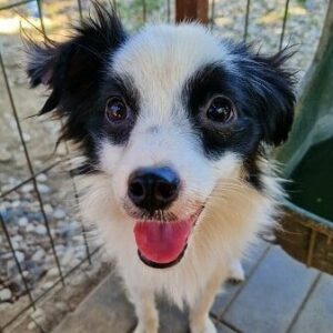 PEPE - reserviert Tierhilfe Lebenswert DR - vermittelt