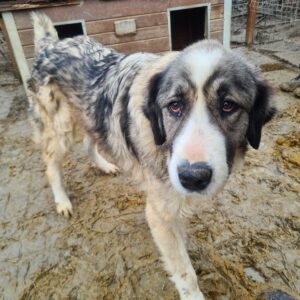 HUXLEY - vermisst 04/2023