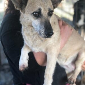 TARJA - völlig überfordert - reserviert Betty vermittelt