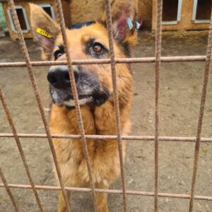 RIANA - Notfall - Schäfi-Oma in schlechtem Allgemeinzustand - ausgereist zur Tierhilfe Lebenswert