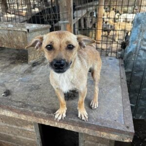 CLARY - auf PDR PS im PLZ Bezirk 53 - vermittelt