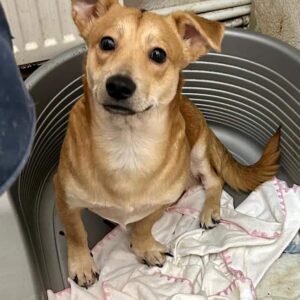 JIMBOB - auf PDR PS im PLZ Bezirk 55 - vermittelt