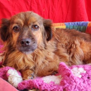 TINCHEN - reserviert TH Gifhorn vermittelt