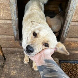 STEFFI - vermittelt JW