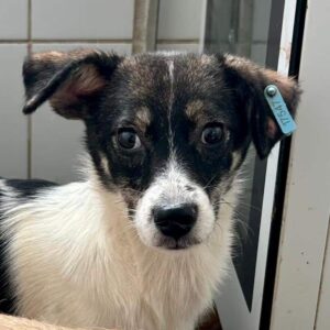 PETRONELLA - bereits schüchtern - ausgereist zur Tierhilfe Lebenswert