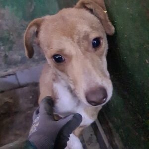 SALLIE - reserviert NadineH - vermittelt