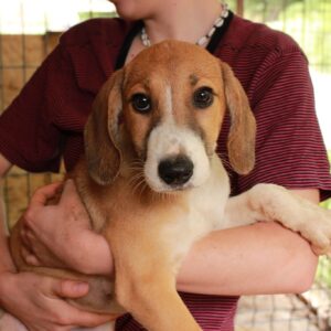 MALCONE - auf Pflegestelle in PLZ 3 vermittelt