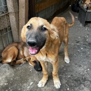 LYCKA reserviert IH DR - vermittelt