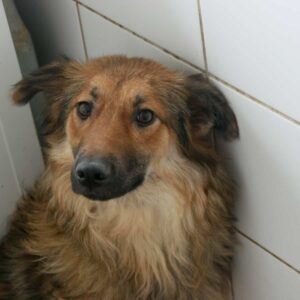 FENTJE - sollte bald raus, bereits schüchtern - ausgereist zu Vierbeiner in Not