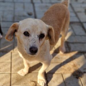 RITCHIE (♂) - ausgereist zu TINO