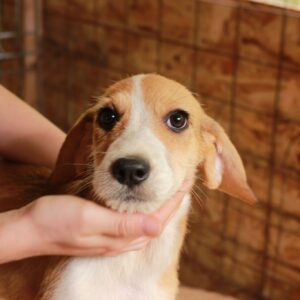 MAKALO - auf Pflegestelle in PLZ 3 *vermittelt*