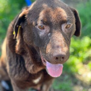 GEORDIE - medizin. Notfall - PDR Gnadenplatzhund ausgereist RBB 11/24