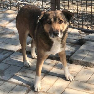 NAMIDA - seit 2015 im Shelter - reserviert Hundehilfe Hinterland vermittelt