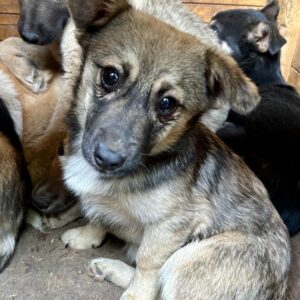 FLOH - vermittelt Alexandra