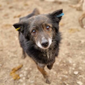 FURRY - auf PDR PS im PLZ Bezirk 18 - vermittelt