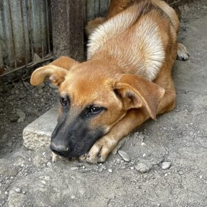 YUME reserviert IH DR - vermittelt