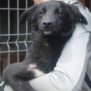 FARID - ausgereist zum TST Rösrath