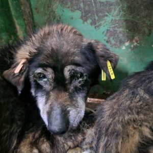 GRUMI - Notfall-Oma - apathisch, resigniert - reserviert NadineH - vermittelt