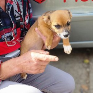 MILAH - reserviert Tierhilfe Lebenswert DR (21.09.) - vermittelt