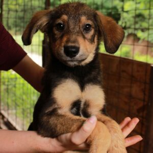 TOFFI-FEE - auf Pflegestelle in PLZ 3 vermittelt