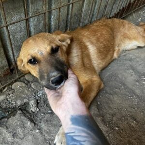 MAILA - gestresst, resigniert, sehr dünn - reserviert IH DR - vermittelt