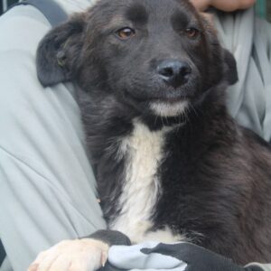 HUCKLEBERRY FINN - reserviert Tierhilfe Lebenswert DR - vermittelt