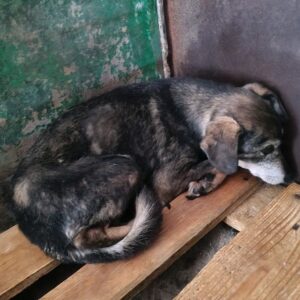 KATJA - Notfall - reserviert IH DR 29.01. - vermittelt