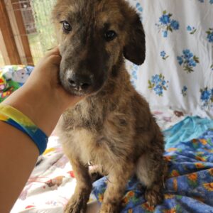 TIMON - durchtrittige Pfoten RBB