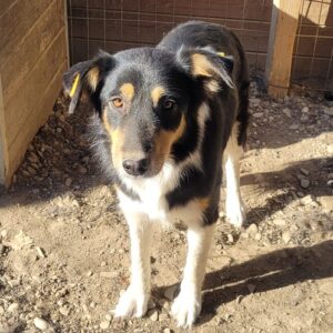 TONYA (♀) - vermittelt BD