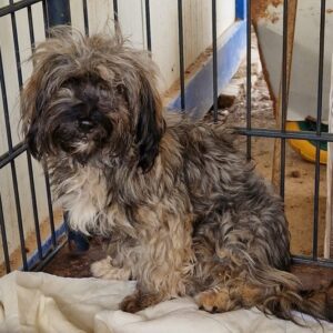 WINNY - auf PDR PS im PLZ Bezirk 16 - vermittelt