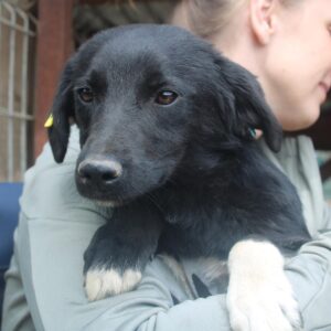 SOON - auf PDR PS im PLZ Bezirk 78 - vermittelt