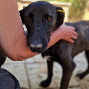 YANA - vermittelt NH