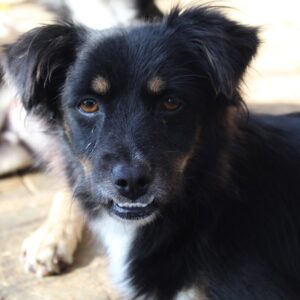 YENNA - reserviert MfTL / THS - vermittelt