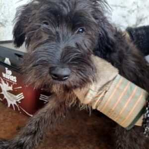 STROLCH - reserviert TH Koblenz vermittelt