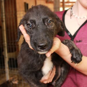 SUCKI - reserviert TH Tuttlingen vermittelt