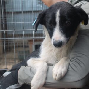 NIMUE - vermittelt JW