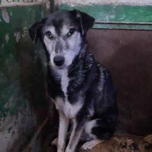 NAFI - vermisst 08/23