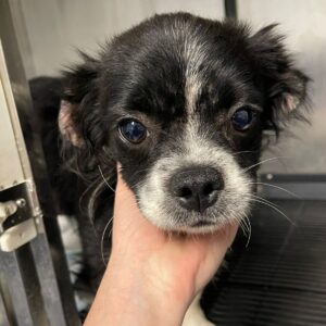 CHICCO - reserviert Tierhilfe Lebenswert DR (10.10.) - vermittelt