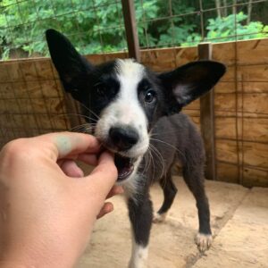 MIWOKI - auf Pflegestelle in PLZ 5 vermittelt