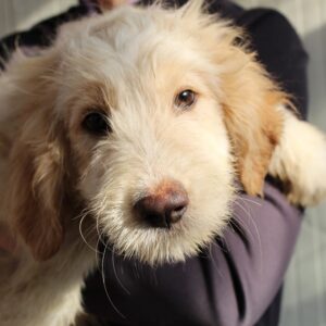 FEENEY - in Klinik 01/23 - reserviert Hundescheune Fläming - vermittelt