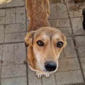 MIELA - auf PDR PS im PLZ Bezirk 77 - vermittelt