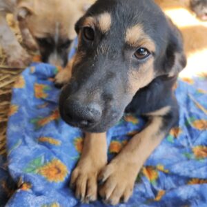 ELVA - reserviert TH Wannigsmühle - vermittelt