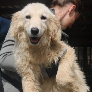 DANCING - Probleme mit der rechten Hinterhand - reserviert für Tierhilfe Lebenswert - vermittelt