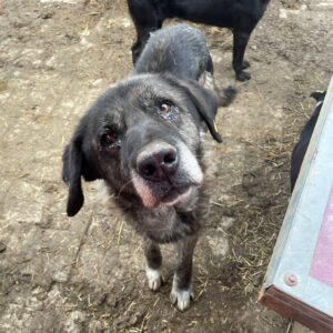 DARIEL - baut ab und ist sehr dünn - ausgereist zu Weil Tiere lieber leben e.V.