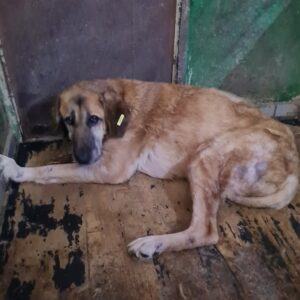 BARONEASA - rechtes Hinterbein fehlt - auf PDR PS im PLZ Bezirk 18 - ausgereist