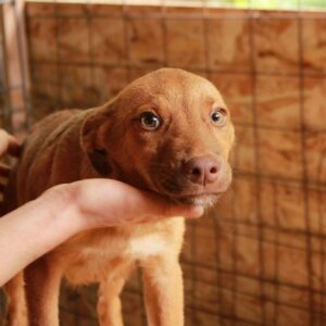 PEACHES - reserviert JW vermittelt