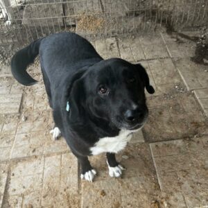 STARBUCK (♂) - ausgereist zum TH Iserlohn (AL)