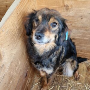 LIESCHEN - rechtes Auge fehlt, Mobbingopfer - reserviert NH - vermittelt